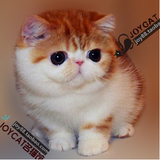高赛级纯种加菲猫宠物美国CFA异国短毛猫活体红白母猫红小胖幼猫