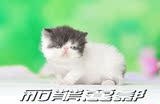 加菲丽影 加菲猫 异国短毛猫 活体 超赞 黑白梵花MM 优价：7800元