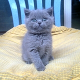 纯种英短蓝猫 英国短毛猫 幼猫 英短宠物猫 活体包邮