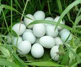 【10枚包邮】火鸡蛋孵化蛋种蛋受精蛋孵化蛋 纯种青铜火鸡受精蛋