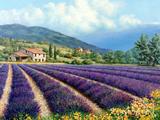 有*机普罗旺斯AOP高地真薰衣草精油 Provence AOP Lavender 10ml