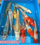 日本纯种锦鲤鱼红白三色锦鲤鱼活体观赏鱼冷水金鱼锦鲤批发