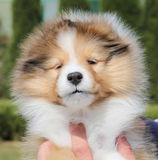 上海CKU注册犬舍出售极品喜乐蒂牧羊犬包健康纯种