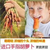 【手指迷你胡萝卜种子】有机进口生食  嫩脆儿童最爱 蔬菜种子