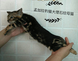 孟加拉豹猫大理石纹四号母猫1月25日出生