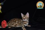 孟加拉豹猫 活体宠物猫 公猫 空心花小豹猫 玫瑰花豹支持视频弟弟