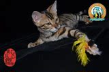 出售宠物活体小豹猫 幼猫 孟加拉豹猫 自家繁殖 A2 公豹