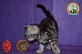 美国短毛 出售中小猫折耳纯种美短幼猫 活体宠物猫 赛级证书 幼猫