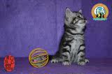 美国短毛 出售中小猫折耳纯种美短幼猫 活体宠物猫 赛级证书公