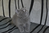 coco猫舍专业繁殖出售纯种英国短毛猫 英短蓝猫 带证书 健康保证