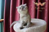 杭州浪漫猫屋 家养纯种苏格兰折耳猫 巧克力色母猫