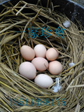 元宝鸡种蛋/受精蛋/观赏鸡种蛋/微型鸡种蛋孵化用蛋  活动价6元