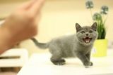 绵阳宠物猫英国蓝猫加白兰猫短毛猫英短猫活体猫幼猫小猫咪老大