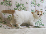 浙北名猫苑 CFA异国短毛猫 加菲猫 宠物猫 种猫 赛级家养纯种