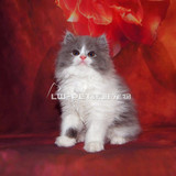 家养纯种波斯猫长毛波斯猫幼猫 宠物猫活体蓝白波斯猫包养活