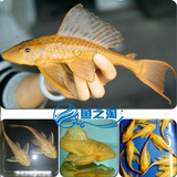 黄金清道夫 黄化琵琶鱼 黄色清洁工垃圾鱼 观赏鱼热带鱼活体鱼包