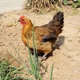 沂蒙山农家散养笨鸡 土鸡 会飞的鸡 走地鸡 月子鸡 母鸡