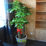 成都大型步步高发财树植物开业乔送礼绿植室内客厅办公室盆栽花卉