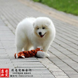 出售纯种萨摩耶犬幼犬家养白色宠物狗活体中型犬宠物狗狗