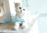 【琥珀】赛级欧系英短银色渐层猫DD公蓝眼睛 活体宠物 有视频
