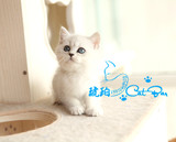 【琥珀】云系英国短毛猫英短银色渐层幼猫DD公活体宠物有视频