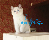 【琥珀】波兰血赛级统带繁育权布偶猫蓝双色DD 公活体宠物有视频