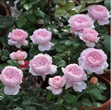 【天然月季园】欧月 日月 月季花苗 进口月季 绿植玫瑰 花卉盆栽