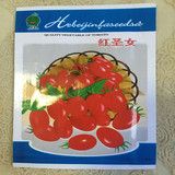 盆栽进口荷兰番茄樱桃番茄种子 阳台圣女果种子 秋冬季蔬菜种子