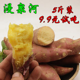 漫泉河5斤装新鲜红薯农家种植地瓜香薯番薯山芋黄心地瓜蔬菜包邮