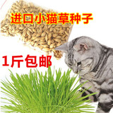 进口小猫草种子 水晶大麦猫草种子 小猫食种子 去毛球猫零食包邮