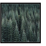 北欧清新挪威针叶树林森林抽象绿色自然风景摄影作品 木框装饰画