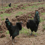 纯种五黑种蛋绿壳蛋黑乌鸡贵妃鸡种蛋白凤乌鸡种蛋受精率85%