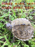 地图龟苗活体乌龟活体宠物龟巴西龟草龟水陆龟4-7厘米全品包邮