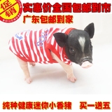 纯种泰国小香猪宠物猪迷你猪活体广东送货到家全国大部分包邮