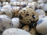 鹌鹑鸟种蛋白母黑公黄母黑公纯种种蛋高受精率90%运输破损退款