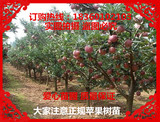 盆栽苹果苗批发红富士苹果树苗南方北方庭院种植果树花卉当年结果