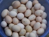 湖南衡东土特产新鲜鸡蛋散养农家土鸡蛋草鸡蛋柴鸡蛋30个包邮