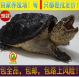 4-16cm乌龟活体北美小鳄龟龟苗鳄鱼龟宠物龟幼龟大龟观赏龟鳄杂佛