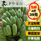 漳州农家天宝特产新鲜青粉蕉香蕉水果米蕉批发包邮4斤无催熟剂