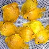 热带观赏鱼 中大型元宝黄鹦鹉 发财鱼 风水鱼黄金鹦鹉特价批发