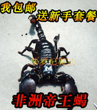 非洲帝王蝎凶猛超大宠物蝎子真帝王蝎子伸直总长15-17cm送包风险