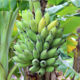 5A深山土特产 新鲜水果 现摘皇帝蕉 泰蕉小米蕉 热带水果10斤包邮