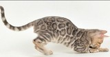 家庭繁殖~孟加拉豹猫 顽皮可爱的小豹猫*纯种猫 短毛猫*柒