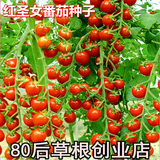 千禧小番茄 圣女果 樱桃番茄种子 红玉女 小西红柿种子 可盆栽