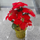 【实拍】圣诞花 仿真花卉植物绢花假花 又名一品红、圣诞红 喜庆