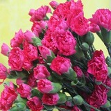 云南鲜花批发百合玫瑰低价出售包装材料多头桃红色康乃馨20支/扎