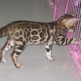 家养出售－家庭繁殖 名猫出售 孟加拉豹猫 数量不多 多是精品