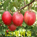 123果树苗 123沙果 123小苹果 树苗 果树苗 沙果 小苹果