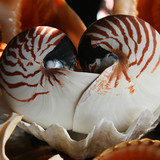 天然贝壳海螺四大名螺鹦鹉螺摆件饰品 收藏螺超大20CM极品