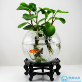 创意水培绿萝透明玻璃花瓶水养绿植物花卉碎冰花圆球器皿客厅摆件